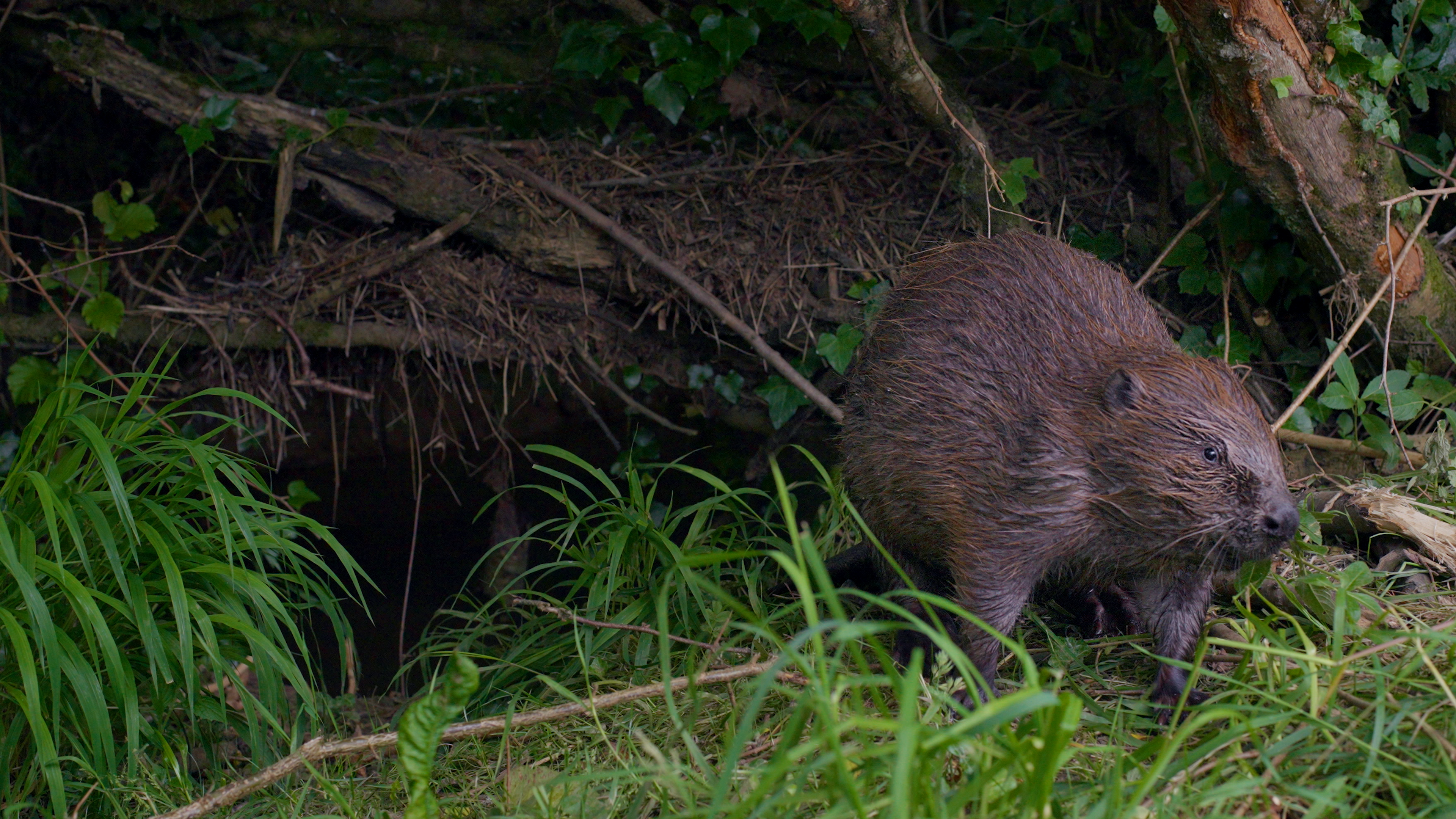 © Pete Matthews .00_24_57_19.Still015