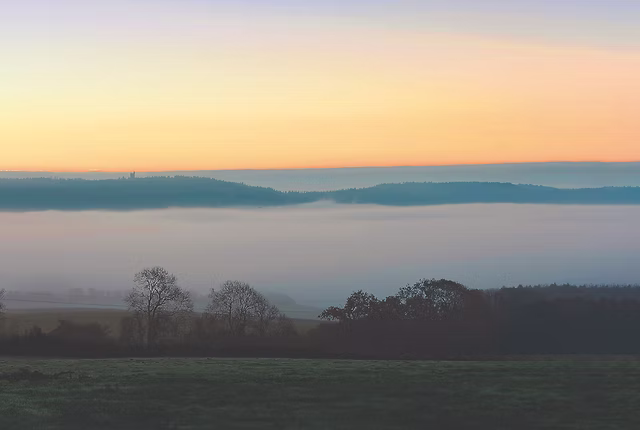 Heal Rewilding misty morning at somerset site